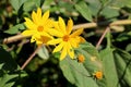 Jerusalem artichoke or Helianthus tuberosus herbaceous sunflower plant with two yellow open flowers and closed flower buds Royalty Free Stock Photo