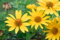 Jerusalem artichoke, Helianthus tuberosus, sunroot, sunchoke, earth apple yellow flowers