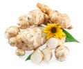 Jerusalem artichoke roots with leaves and flower of Jerusalem artichoke isolated on white background Royalty Free Stock Photo