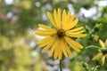 Jerusalem Artichoke single flower