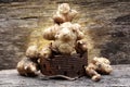 Jerusalem artichoke, small sunflower roots