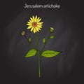 Jerusalem artichoke, or sunroot, sunchoke, earth apple, topinambour