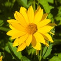 Jerusalem Artichoke, Sunroot, Topinambour, Earth Apple or Helianthus tuberosus yellow flower close-up, selective focus Royalty Free Stock Photo