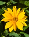 Jerusalem Artichoke, Sunroot, Topinambour, Earth Apple or Helianthus tuberosus yellow flower close-up, selective focus Royalty Free Stock Photo