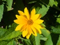 Jerusalem Artichoke, Sunroot, Topinambour, Earth Apple or Helianthus tuberosus yellow flower close-up, selective focus Royalty Free Stock Photo