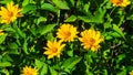 Jerusalem Artichoke, Sunroot, Topinambour, Earth Apple or Helianthus tuberosus yellow flower close-up, selective focus Royalty Free Stock Photo