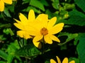 Jerusalem Artichoke, Sunroot, Topinambour, Earth Apple or Helianthus tuberosus yellow flower close-up, selective focus Royalty Free Stock Photo