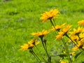 Jerusalem Artichoke, Sunroot, Topinambour, Earth Apple or Helianthus tuberosus yellow flowers backlighted