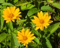 Jerusalem Artichoke, Sunroot, Topinambour, Earth Apple or Helianthus tuberosus yellow flowers close-up Royalty Free Stock Photo