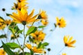 The Jerusalem artichoke or topinambur flowers