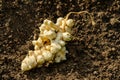 Jerusalem artichoke tubers, topinambur roots on garden soil Royalty Free Stock Photo