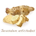 Jerusalem artichoke vector