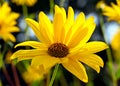 Jerusalem Artichoke with it vibrant yellow flower head and petals Royalty Free Stock Photo