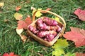 Jerusalem Artichokes Fall Harvest