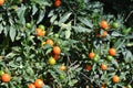 Jerusalem cherry Solanum pseudocapsicum outdoor