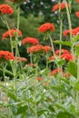 Jerusalem cross, Silene chalcedonica, red flowering plant