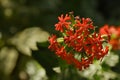 Jerusalem Cross (Lychnis chalcedonica)