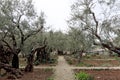 Jerusalem, Israel. - February 15.2017. Gethsemane garden. The place of Jesus Christ`s praying on the night of the arrest. Royalty Free Stock Photo