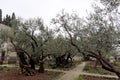 Jerusalem, Israel. - February 15.2017. Gethsemane garden. The place of Jesus Christ`s praying on the night of the arrest.