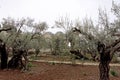 Jerusalem, Israel. - February 15.2017. Gethsemane garden. The place of Jesus Christ`s praying on the night of the arrest.