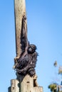 Spider monkey, Jerusalem Biblical Zoo in Israel