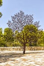 Jerusalem Israel 14th September 2017. Holocaust museum garden. View of the sculpture called ,, For is the tree of the field man, m