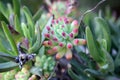 Red and green succulent plant growing in an arid garden Royalty Free Stock Photo