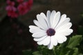 Osteospermum, African White Daisy flower, also known as African Daisy or Daisybush Royalty Free Stock Photo