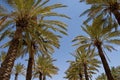 Jerusalem Palms