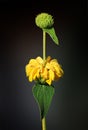 Jerusalem Sage Flower (Phlomis Fruticosa)