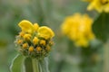 Jerusalem sage Phlomis fruticosa, budding golden yellow flowers Royalty Free Stock Photo