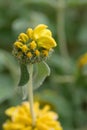 Jerusalem sage Phlomis fruticosa, with budding golden yellow flowers Royalty Free Stock Photo