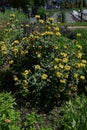 Jerusalem sage (Phlomis fruticosa) flowers. Lamiaceae evergreen shrub herb. Royalty Free Stock Photo