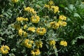 Jerusalem sage (Phlomis fruticosa) flowers. Lamiaceae evergreen shrub herb. Royalty Free Stock Photo
