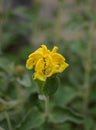 Jerusalem sage Phlomis fruticosa, golden yellow flowers