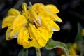 Jerusalem sage, Phlomis fruticosa, low shrub Royalty Free Stock Photo