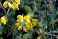 Jerusalem sage, Phlomis fruticosa, low shrub Royalty Free Stock Photo