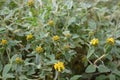 Jerusalem sage Phlomis fruticosa, plant with budding golden yellow flowers Royalty Free Stock Photo