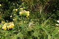 Jerusalem sage, Phlomis fruticosa, 8. Royalty Free Stock Photo