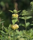 jerusalem sage (Phlomis russeliana),Germany Royalty Free Stock Photo