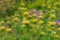 Jerusalem sage, Phlomis russeliana a wildflower