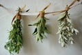 Jerusalem sage, rosemary and garden sage put to dry hanging on a white wall