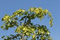 A branch of Jerusalem thorn in the autumn