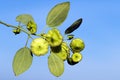 A branch of Jerusalem thorn in the autumn