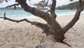 Jervis Bay From Murrays Beach Looking Through Trees