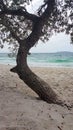 Jervis Bay From Murrays Beach Looking Through Trees