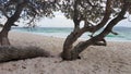 Jervis Bay From Murrays Beach Looking Through Trees