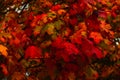 Autumn colorful photos of leaves full of warm atmosphere and charm inspire you to create paintings