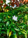 Jesmine flowers in white color with bud and leaf Royalty Free Stock Photo