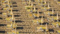 Jesolo, Italy. Beach umbrellas and sun beds at Italian sandy beach. Raws of Yellow and white umbrellas. Aerial view at sunrise